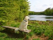 Motel 6, Rohnert Park, CA – They Take Pets! A dog sitting on a bench
