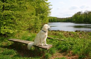 Motel 6, Rohnert Park, CA – They Take Pets! A dog sitting on a bench