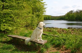 Motel 6, Rohnert Park, CA – They Take Pets! A dog sitting on a bench