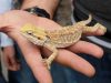 Lizard Pets: Keeping a Jackson’s Chameleon A hand holding a lizard