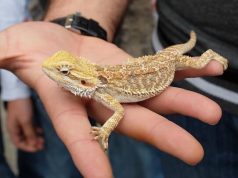 Lizard Pets: Keeping a Jackson’s Chameleon A hand holding a lizard