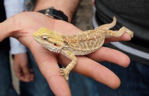 Lizard Pets: Keeping a Jackson’s Chameleon A hand holding a lizard
