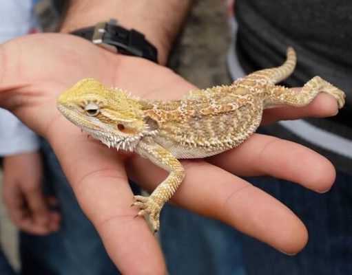 Lizard Pets: Keeping a Jackson’s Chameleon A hand holding a lizard