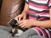 Skunks as Pets? They’re Just Like Cats A person holding a dog