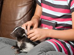Skunks as Pets? They’re Just Like Cats A person holding a dog