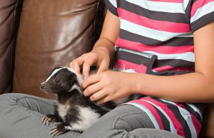 Skunks as Pets? They’re Just Like Cats A person holding a dog
