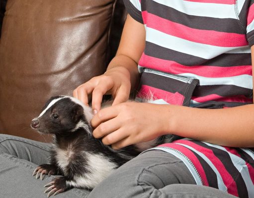 Skunks as Pets? They’re Just Like Cats A person holding a dog