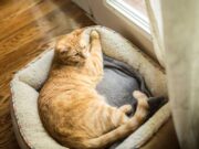 How to get the best pet for your home? A cat sleeping on small bed near the window
