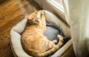 How to get the best pet for your home? A cat sleeping on small bed near the window